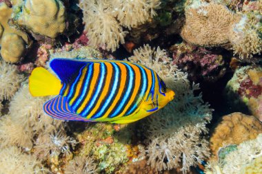 Kraliyet melek balığı