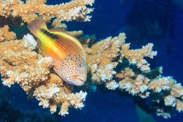 魚サンゴに休憩 — ストック写真