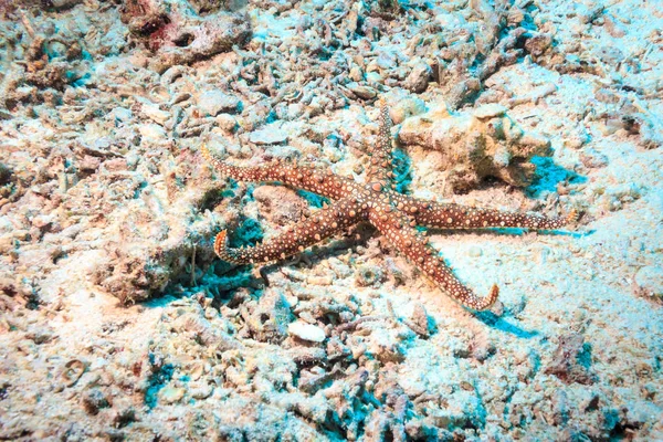 赤い海のサンゴの下にヒトデ. — ストック写真