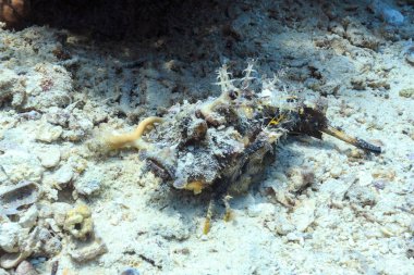 Deniz canavarı. Kızıl Deniz Balık.