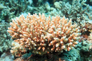 Beyaz mercan kırmızı denizin dibinde. Sualtı fotoğrafçılığı