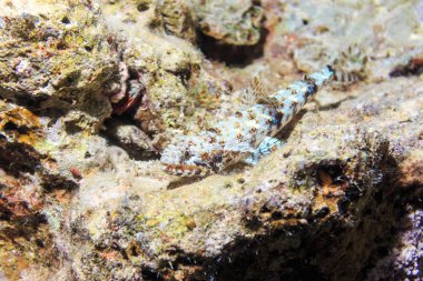 Mercan altındaki kırmızı aerogrow. Kızıl Deniz Balık.