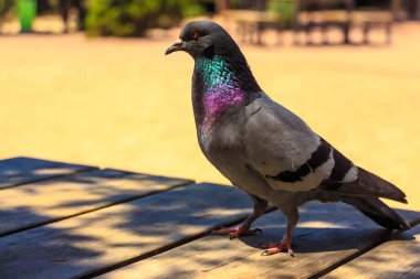 Masanın üzerinde güvercin.