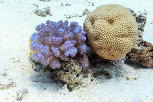 Purple coral at the bottom of the red sea. Underwater photograph — Stock Photo, Image