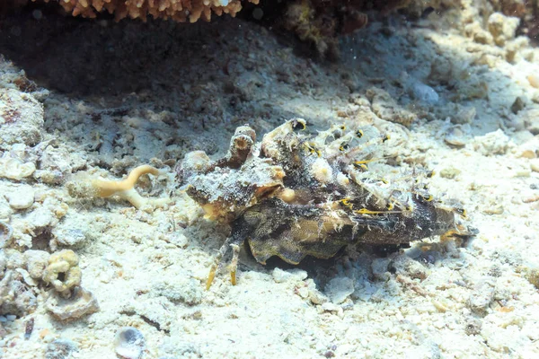 Θαλάσσιο τέρας. Ψαριών της Ερυθράς Θάλασσας. — Φωτογραφία Αρχείου