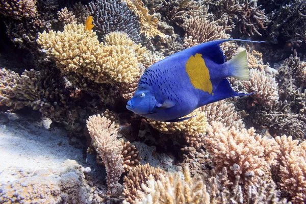 Gyönyörű kék hal, korall alján. Hal a Vörös-tenger. — Stock Fotó