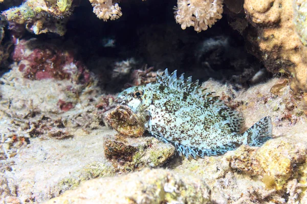 サンゴの下に美しい魚です。紅海の魚. — ストック写真