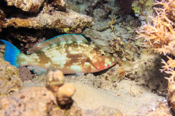 Красива риба на кораловому дні. Риби Червоного моря . — стокове фото