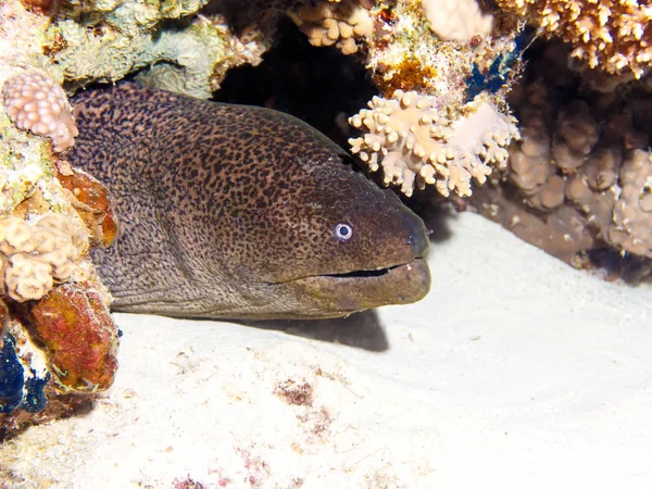 Moray angolna a korallzátonyok. Hal a Vörös-tenger. — Stock Fotó