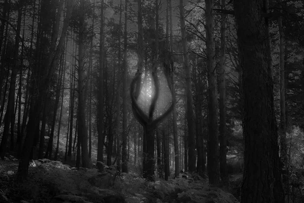 garip ağaç n orman madrid İspanya