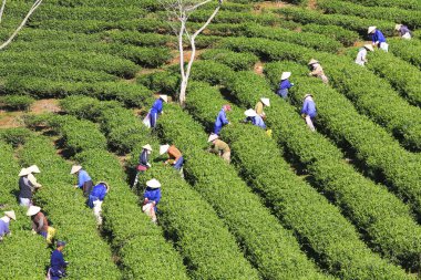  Çay toplama çiftçi bir grubun