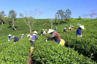 Çay toplama çiftçi bir grubun 