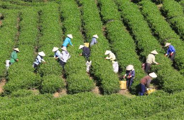 Çay toplama çiftçi bir grubun 