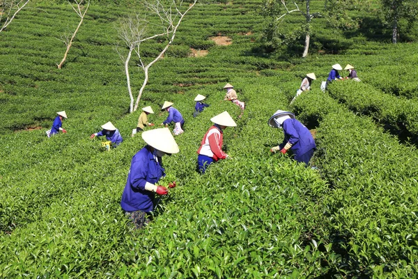 Çay toplama çiftçi bir grubun — Stok fotoğraf