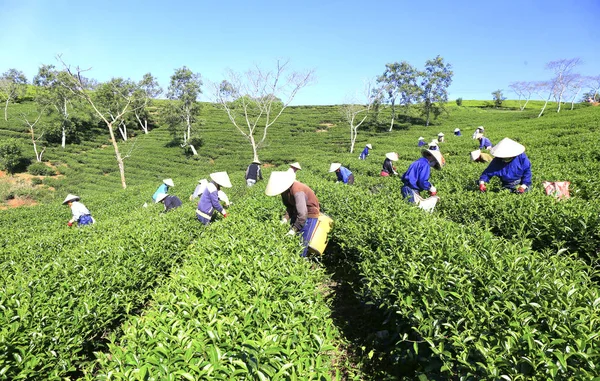 Çay toplama çiftçi bir grubun — Stok fotoğraf