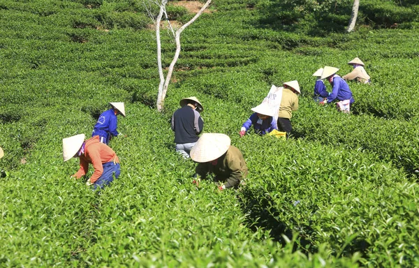 Çay toplama çiftçi bir grubun — Stok fotoğraf