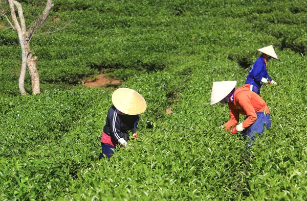 Çay toplama çiftçi bir grubun — Stok fotoğraf