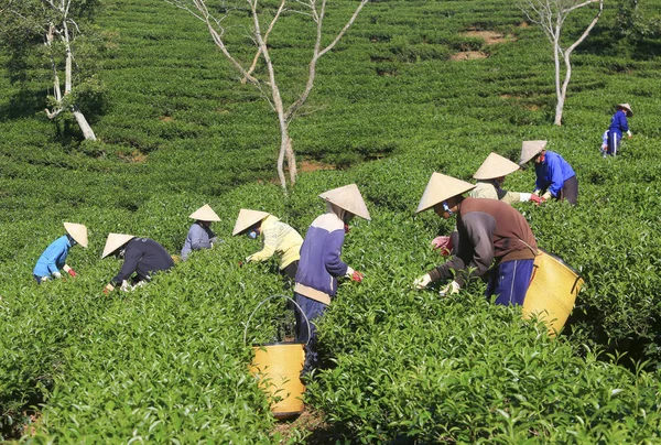 Un gruppo di agricoltori che raccolgono tè — Foto Stock
