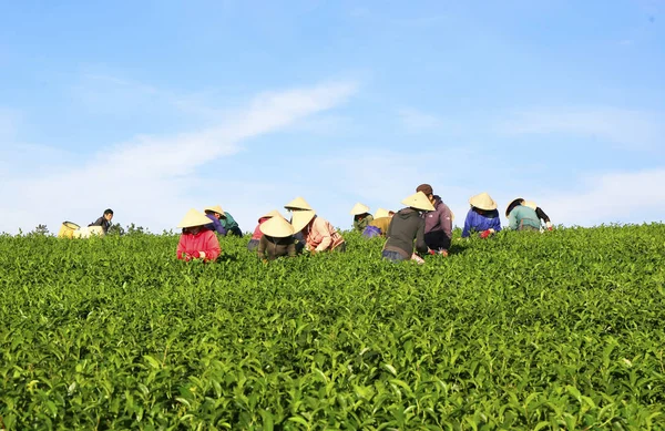 Un gruppo di agricoltori che raccolgono tè — Foto Stock
