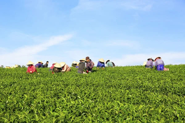 Een groep boeren thee plukken — Stockfoto