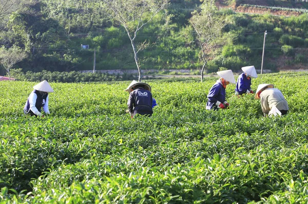 A group of farmers picking tea — Stock Photo, Image