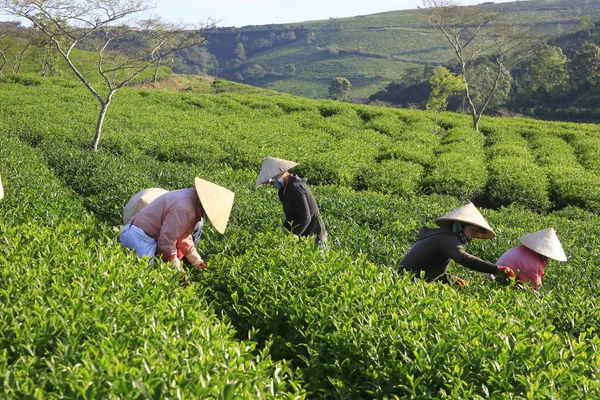 Een groep boeren thee plukken — Stockfoto