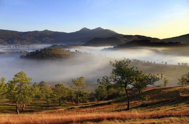 Çam ağacı dağ fantastik sisli ormanı. Güzellik dünya