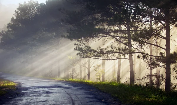 Fantastischer Nebelwald mit Kiefern im Sonnenlicht. Sonnenstrahlen durch den Baum. Schönheitswelt — Stockfoto
