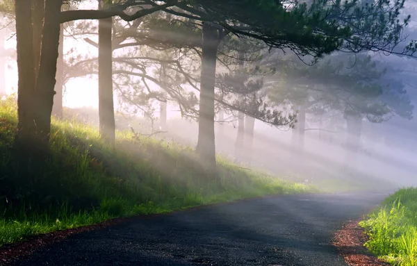 Туманный лес с соснами в лучах солнца. Солнце светит сквозь дерево. Мир красоты — стоковое фото