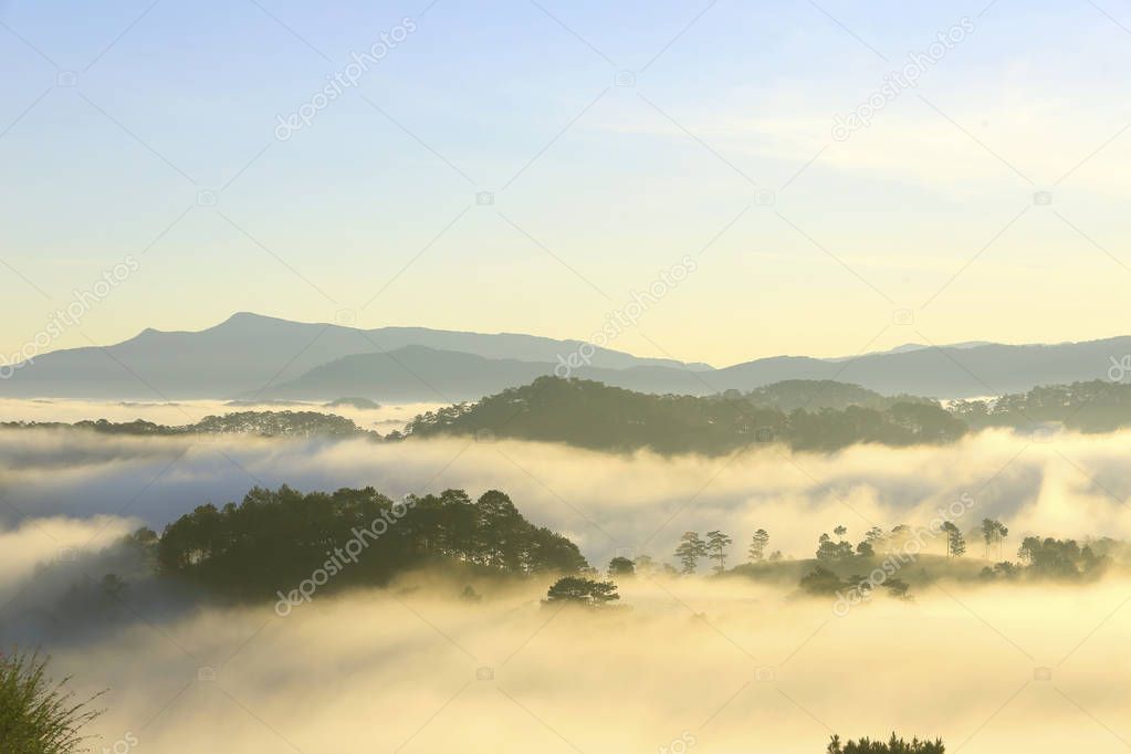 Fantastic foggy forest with pine tree and mountain in the sunlight
