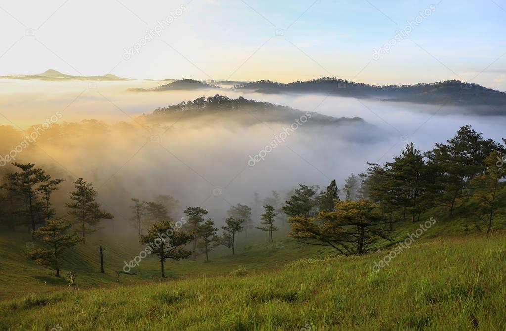 Fantastic foggy forest with pine tree and mountain in the sunlight