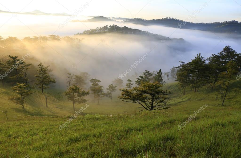 Fantastic foggy forest with pine tree and mountain in the sunlight