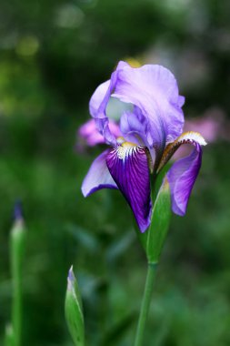 purple iris flower on green background clipart