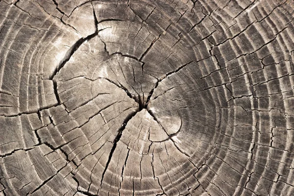 Vieil arbre gris souche texture en bois fond — Photo