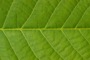 Yeşil yaprakları arka plan. Yatay konumu.