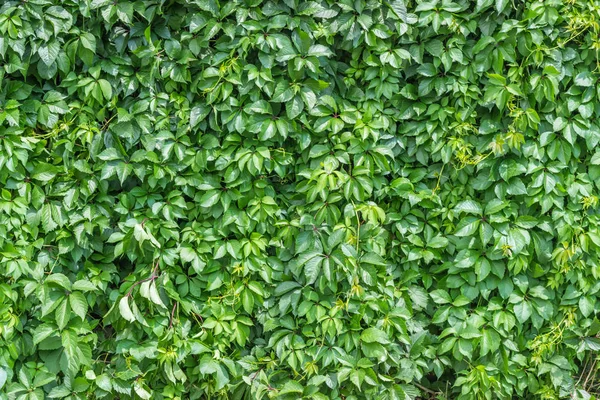 Fondo de una planta trepadora verde —  Fotos de Stock