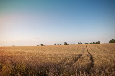 altın buğday alanı 