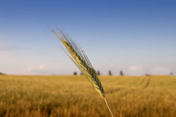 Campo de trigo duro — Fotografia de Stock