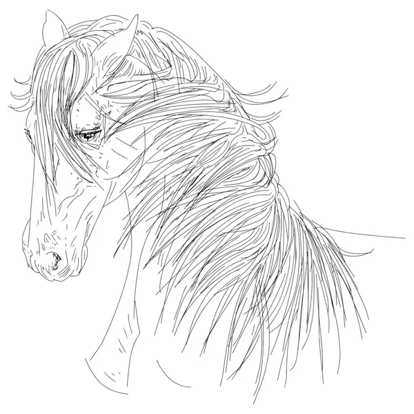 A selyem-képernyős ló a fekete-fehér szakaszon — Stock Fotó