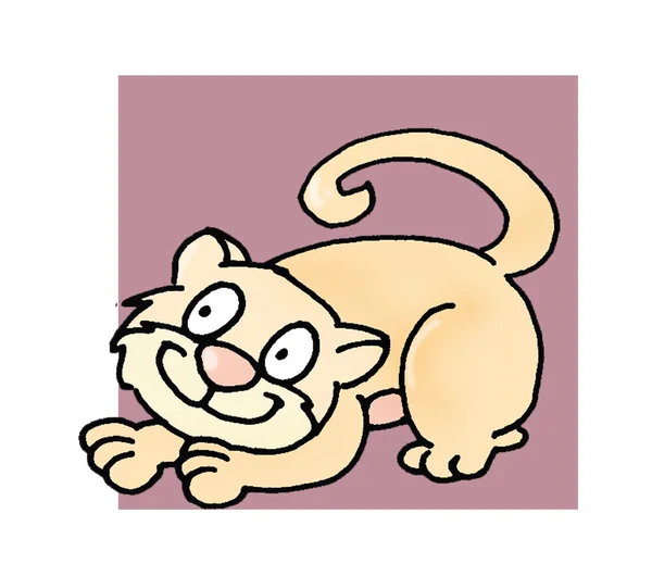 Сіамський кіт, який знову любить вершки — стокове фото