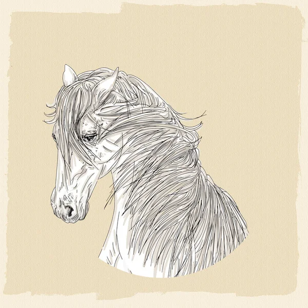 Le cheval, animal sauvage — Photo