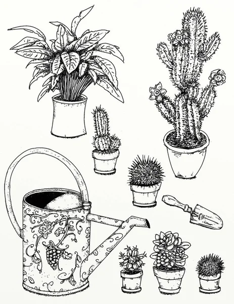 Ρεαλιστικές ζωγραφιές φυτών και κήπων Λουλούδια κήπου, φυτά, εργαλεία κηπουρικής με ανθισμένα φυτά κάκτων και ένα ποτιστήρι — Φωτογραφία Αρχείου