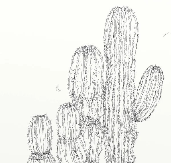 Ilustração em preto, preto e branco Cactaceae desenho pintura, planta de cacto  preto e branco padrão, Pintura em aquarela, branco, texto png