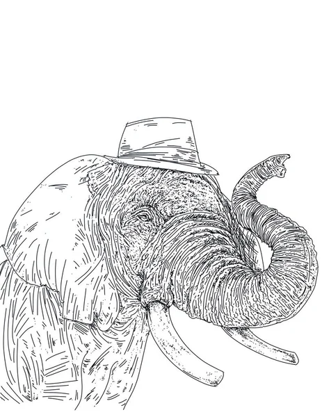 Ελέφαντας Ένα Καπέλο — Φωτογραφία Αρχείου