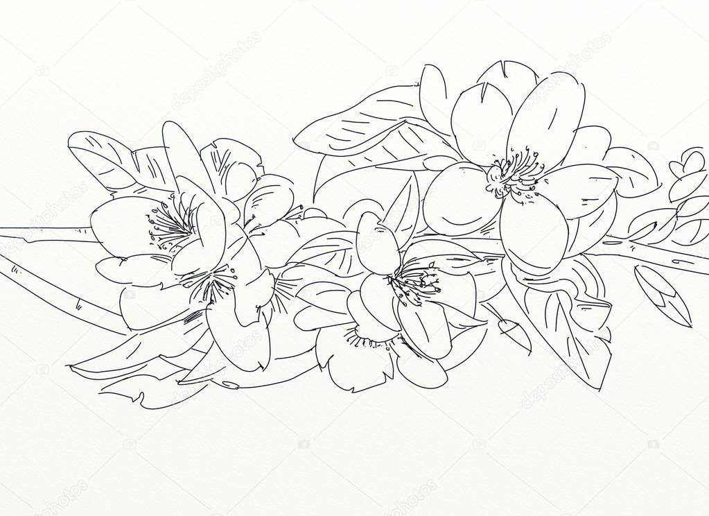 Drawings of flowers with leaves