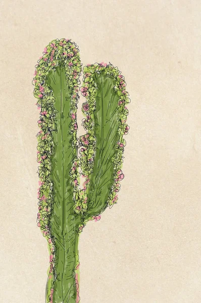 Kaktusar Och Suckulenter Växter — Stockfoto