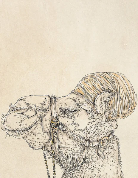 披着头巾的骆驼 一种人性化的逼真的动物 穿着帽子 — 图库照片