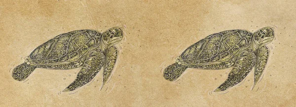 Modèles Bannières Avec Design Nage Tortues Mer Vintage — Photo