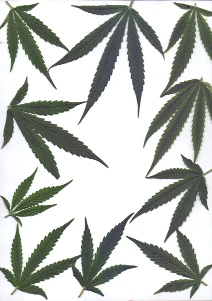 Digitalização Folhas Frescas Maconhapara Quadros Banners — Fotografia de Stock