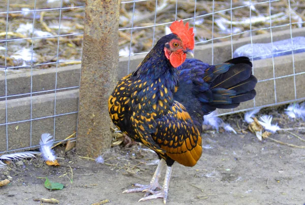 Kahverengi tavuk veya horoz — Stok fotoğraf
